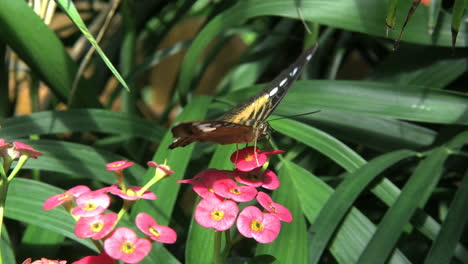 Costa-Rica-Brown-Clipper-butterfly-feeds-on-a-red-flower