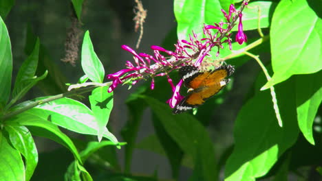Costa-Rica-Leopard-Florfliege-Schmetterling