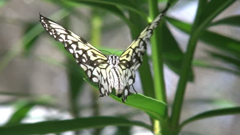 Costa-Rica-Papier-Drachen-Schmetterling