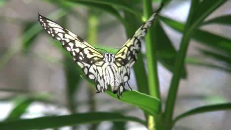 Mariposa-Cometa-De-Papel-De-Costa-Rica