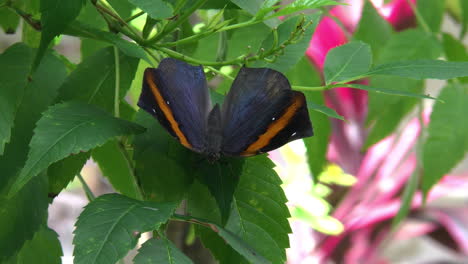 Costa-Rica-blue-black-butterfly-with-an-orange-strip-rests-on-a-leaf