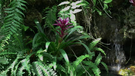 Costa-Rica-Schmetterlinge-Fliegen-Um-Eine-Tropische-Pflanze-A