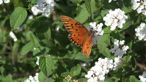 Costa-Rica-Butterfly-Se-Alimenta-De-Flor-Blanca