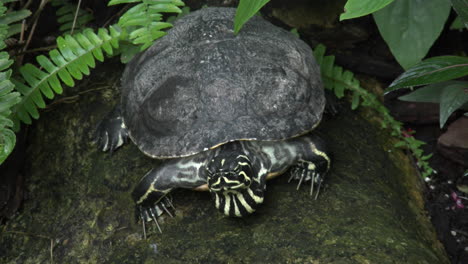 Costa-Rica-Gemalte-Schildkröte-Bewegt-Den-Kopf