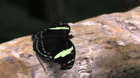 Costa-Rica-Regenwald-Schwarz-gelber-Schmetterling