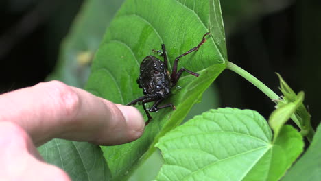 Costa-Rica-Rainforest-Black-Bug-En-La-Hoja-Con-El-Dedo