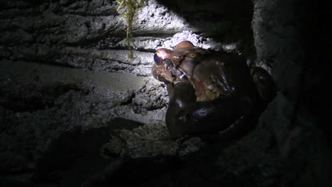 Costa-Rica-rainforest-frog-in-night