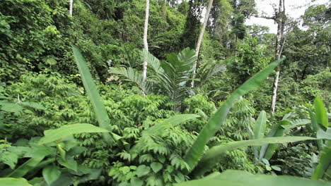 Costa-Rica-Regenwald-Große-Blätter-Blockieren-Gelegentlich-Die-Sicht