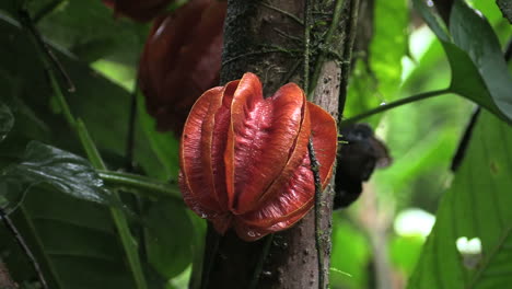 Costa-Rica-Bosque-Lluvioso-Naranja-Fruta-Zoom-In