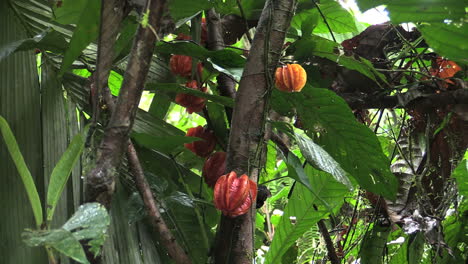 Costa-Rica-Rainforest-Frutas-De-Naranja-En-La-Rama