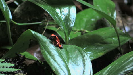 Costa-Rica-Rainforest-Rana-Dardo-Venenoso-En-Hoja-Verde