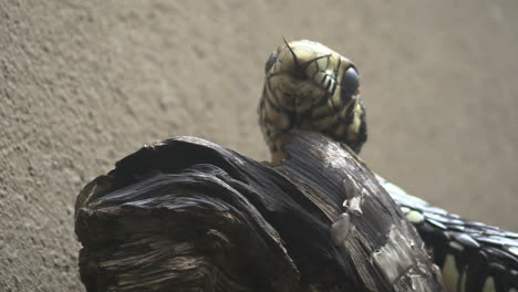 Costa-Rica-rainforest-snake-sticks-out-tounge