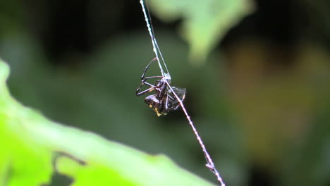Costa-Rica-Regenwaldspinne-Im-Netz,-Die-Sich-Um-Bug-Dreht