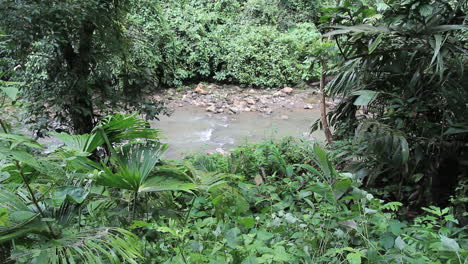 Costa-Rica-Regenwald,-Der-Einen-Kleinen-Bach-Umgibt