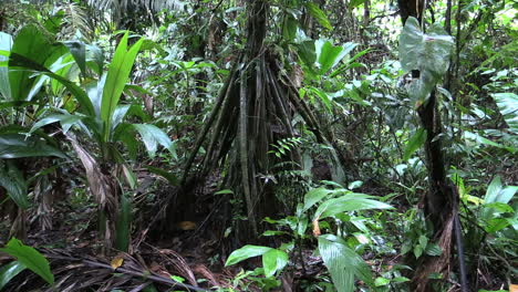 Detalle-De-La-Raíz-Del-árbol-De-La-Selva-Tropical-De-Costa-Rica