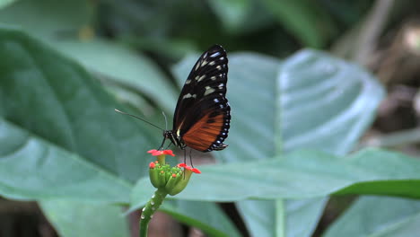 La-Selva-Tropical-De-Costa-Rica-Se-Acerca-A-Una-Mariposa-Que-Vuela
