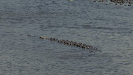 Costa-Rica-Stream-Mit-Einem-Schwimmenden-Krokodil