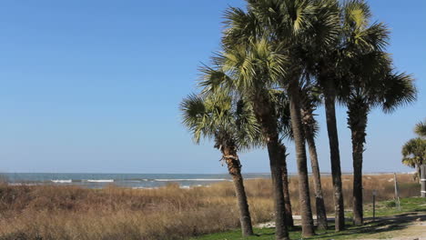 Florida-Cabbage-palms-and-Gulf