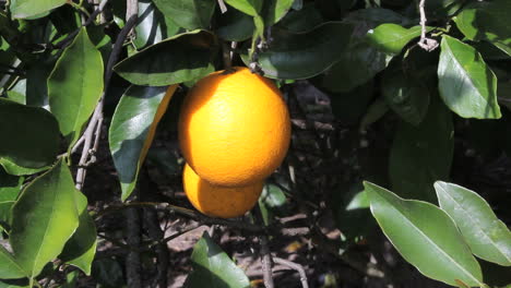 Florida-orange-hanging-on-tree
