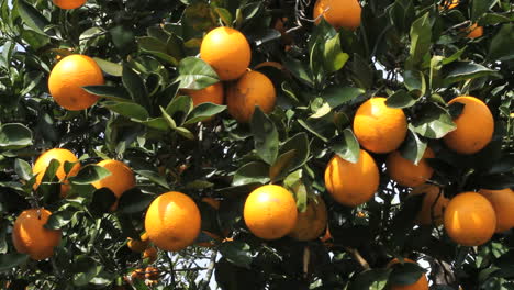 Florida-oranges-clustered-on-a-tree