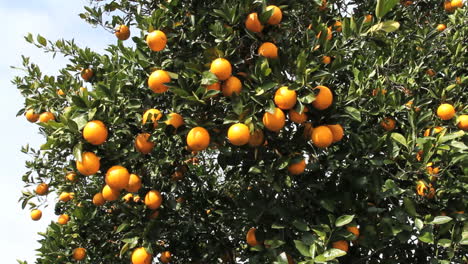 Naranjas-De-Florida-Colgando-De-Un-árbol