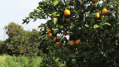 Florida-Orangen-An-Einem-Baum