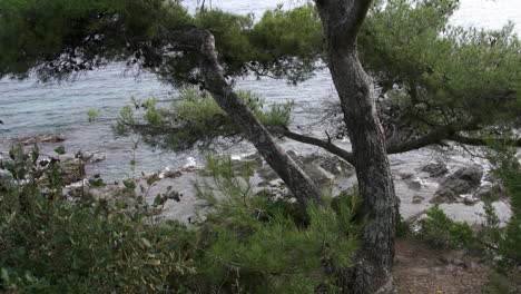 Frankreich-Riveria-Küstenblick-Durch-Uferkiefer-Shore