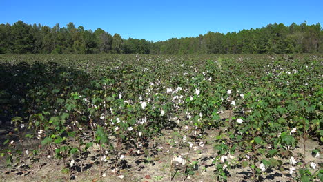 Georgia-cotton-field
