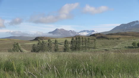 Island-Eyjafjordur-Bäume-und-Berge-Dahinter