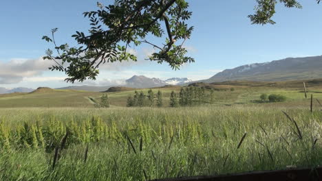 Iceland-Eyjafjordur-trees-and-view