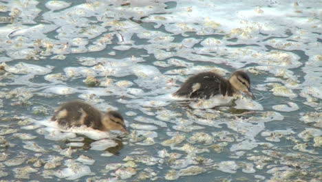 Iceland-Myvatn-baby-ducks-in-foamy-water