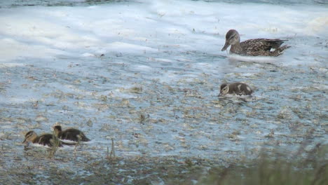 Iceland-Myvatn-baby-ducks