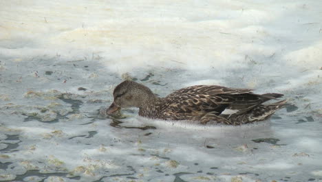 Iceland-Myvatn-mother-duck