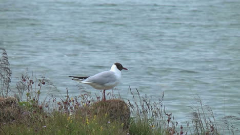 Charrán-Islandés-Pájaro-Por-El-Agua