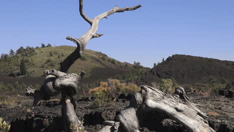 Lava-Beds-National-Monument-dead-tree-&-cinder-cones