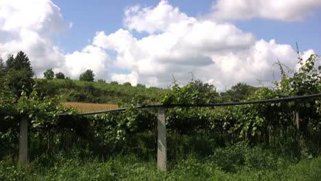 Italy-Kiwi-vines