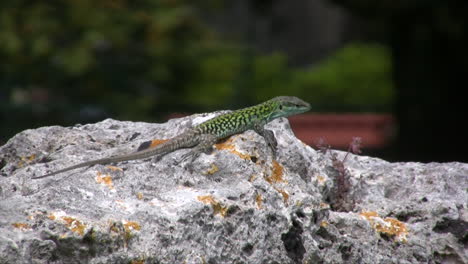 Italy-Paestum-Lizard