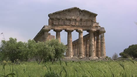 Italien-Paestum-Tempel-Der-Athena-Mit-Olivenbäumen