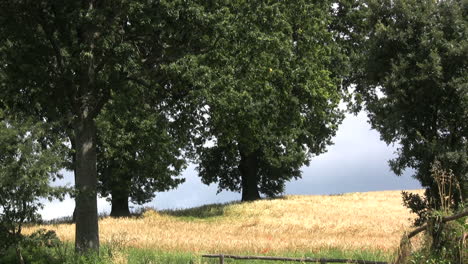 Italy-Ripe-wheat-and-trees