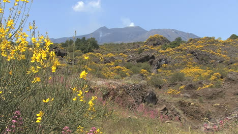 Sizilien-Ätna-Lava-und-Ginster-Blumen