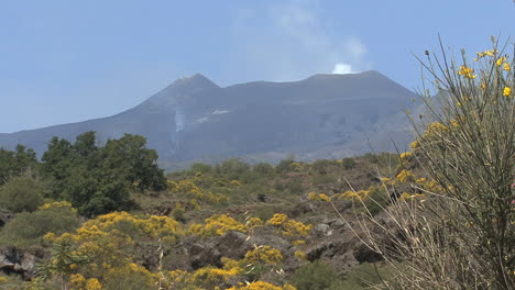 Sizilien-Ätna-Lava-und-Blüten-Der-Ginsterpflanze