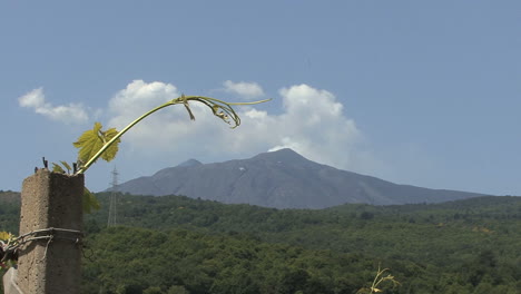 Sicily-Etna-with-grapevine-tendril