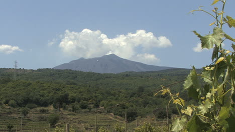 Sicily-Etna-with-grapevine