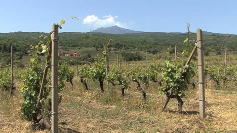 Sicily-vineyard-and-Etna-in-distance