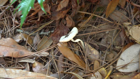 Curious-mushroom-and-dry-leaves-zoom-in