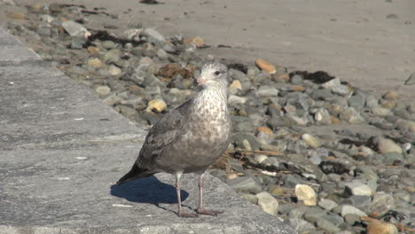 Sea-gull-in-New-Hampshire