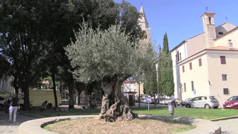Koper-Slowenien-Kleiner-Olivenbaum-Im-Park