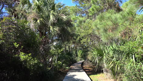 Paseo-Marítimo-De-Carolina-Del-Sur-A-Través-De-Vegetación-Subtropical