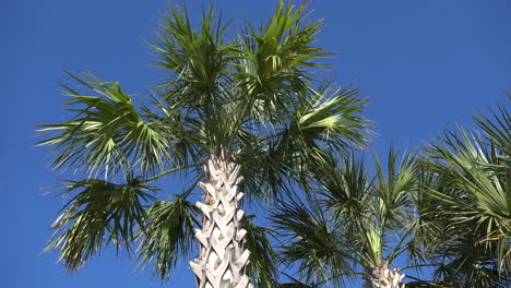 Palmera-Costera-De-Carolina-Del-Sur