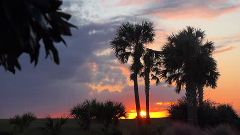 South-Carolina-Palmen-Bei-Sonnenuntergang